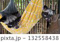 Closeup asian civets resting in crib looking to camera 132558438