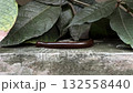 Closeup Millipede on concrete with green leaf in background 132558440