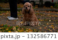 A charming spaniel sits on a path covered with colorful autumn leaves. Nearby, a person stands, enjoying a peaceful moment in the park on a crisp day. 132586771