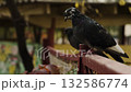 Pigeons resting on a colorful fence in an urban garden during sunset 132586774