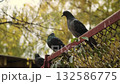 A group of pigeons perched on a vibrant fence in a lively urban garden. The warm glow of sunset enhances the scene with golden light reflecting off the birds and surrounding foliage. 132586775