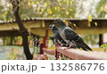 A group of pigeons perched on a vibrant fence in a lively urban garden. The warm glow of sunset enhances the scene with golden light reflecting off the birds and surrounding foliage. 132586776