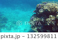 Dive into vibrant underwater life filled with diverse corals and colorful fish in the stunning tropical waters. This underwater adventure showcases nature's beauty 132599811