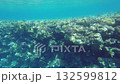 A stunning underwater realm reveals diverse coral formations and marine life. The clear blue waters showcase the beauty of this tropical environment, inviting exploration and admiration 132599812