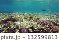 Bright coral formations and various fish species inhabit the vibrant underwater ecosystem near a tropical coast. The clear blue water provides stunning visibility of marine life 132599813