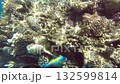 Coral reef is alive with colorful marine life under bright midday sun, showcasing rich biodiversity and intricate coral structures in clear tropical waters 132599814