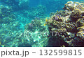 Discover the beauty of coral reefs teeming with diverse fish and unique marine life. This vivid underwater panorama showcases the rich ecosystem and stunning colors of the ocean 132599815