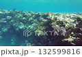 Explore the vibrant coral reef bustling with marine life in clear blue waters. Experience the beauty of underwater ecosystems in this stunning habitat filled with diverse species 132599816