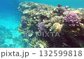 Explore a stunning underwater coral reef teeming with colorful coral formations and diverse marine species in a serene tropical ocean setting 132599818