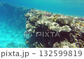 Diving into clear, warm waters reveals a stunning coral reef bustling with colorful fish and diverse marine creatures, showcasing nature's underwater beauty 132599819