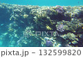 Vibrant coral formations create a stunning underwater landscape filled with various fish species swimming among the reefs in warm tropical waters 132599820