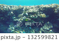 Exploration of a colorful coral reef teeming with various fish species in calm, clear waters during a sunny day. The underwater habitat showcases rich biodiversity and natural beauty 132599821