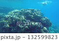 Journey beneath the surface to discover a stunning coral reef teeming with colorful marine life. A snorkeler glides gracefully above the vibrant underwater ecosystem on a sunny day 132599823