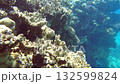 Experience the beauty of underwater coral formations while snorkeling in a warm tropical location. Bright colors and marine life abound in this serene aquatic environment 132599824