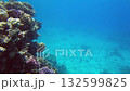 A vibrant coral reef showcases diverse marine life in clear blue waters. Colorful corals, fish, and sea creatures inhabit this beautiful underwater environment, creating a stunning ecosystem 132599825