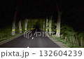 Night drive along tree lined road with reflective bands guiding through darkness under headlights 132604239