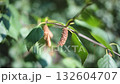 Birch catkins among lush foliage of summer tree close up 132604707