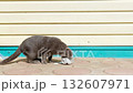 A gray lop-eared stray cat drinks milk from a plastic bowl made from a bottle. 132607971