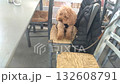 A brown toy poodle puppy sits on a chair and poses for a photograph. The dog looks happily at the camera 132608791