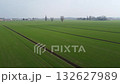 cereal crop field in the first growth phase, drone view 132627989