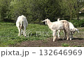 Goats in the farm 132646969