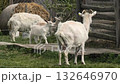 Goats in the farm 132646970
