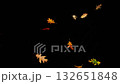 Super slow motion of falling colorful autumn leaves on black background. Filmed on high speed cinema camera Super slow motion of falling colorful autumn leaves on black background. Filmed on high speed cinema camera 132651848