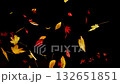 Super slow motion of falling colorful autumn leaves on black background. Filmed on high speed cinema camera Super slow motion of falling colorful autumn leaves on black background. Filmed on high speed cinema camera 132651851