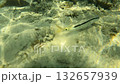 Fish swimming over sandy ocean floor with coral 132657939
