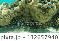 Underwater coral reef with small fish swimming 132657940