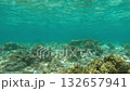 Underwater coral reef scene with clear water 132657941