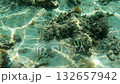 Striped fish swimming among coral in clear water 132657942