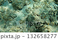 Underwater coral reef with spotted fish 132658277