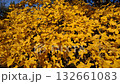 Intense Golden Yellow Maple Leaves in Bright Sunlight Intense Golden Yellow Maple Leaves in Bright Sunlight 132661083