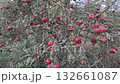 Massive Abundance of Bright Red Apples on Tree Branches for Harvest Massive Abundance of Bright Red Apples on Tree Branches for Harvest 132661087