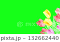 A video of swaying watercolor tulips. Loop. Green screen. 132662440