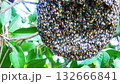 Group of Red dwarf Honey bees on beehive on tree branch with green leaves in background, Social participation of honey bee 132666841