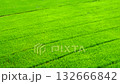 Aerial view of  green rice plant field in water on dirt land, Wind shaking rice plants in crop to swaying like wave, Beautiful natural environment 132666842