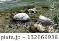 The flow of the river in Okutama 132669938