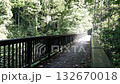 Bridge and natural scenery in Okutama, Japan 132670018