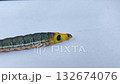 The caterpillar oleander hawk moth moves with the help of muscles in wave-like movements. 132674076