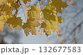 yellowed autumn leaves on a tree branch in a park or forest on an autumn day 132677583