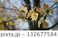 yellowed autumn leaves on a tree branch in a park or forest on an autumn day 132677584