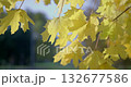 yellowed autumn leaves on a tree branch in a park or forest on an autumn day 132677586