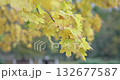 yellowed autumn leaves on a tree branch in a park or forest on an autumn day 132677587