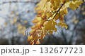 yellowed autumn leaves on a tree branch in a park or forest on an autumn day 132677723