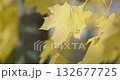 autumn leaves on a tree branch in a park or forest on a rainy autumn day 132677725