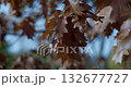 yellowed autumn leaves on a tree branch in a park or forest on an autumn day 132677727
