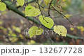 yellowed autumn leaves on a tree branch in a park or forest on an autumn day 132677728