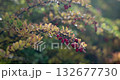 Red wild berries on a branch of a bush with foliage in a forest or park on a rainy autumn day 132677730